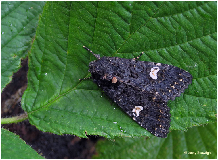 Dot Moth, Melanchra persicariae