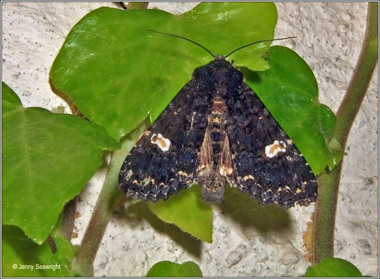 Dot Moth, Melanchra persicariae