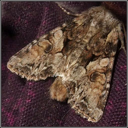 Beautiful Brocade, Lacanobia contigua