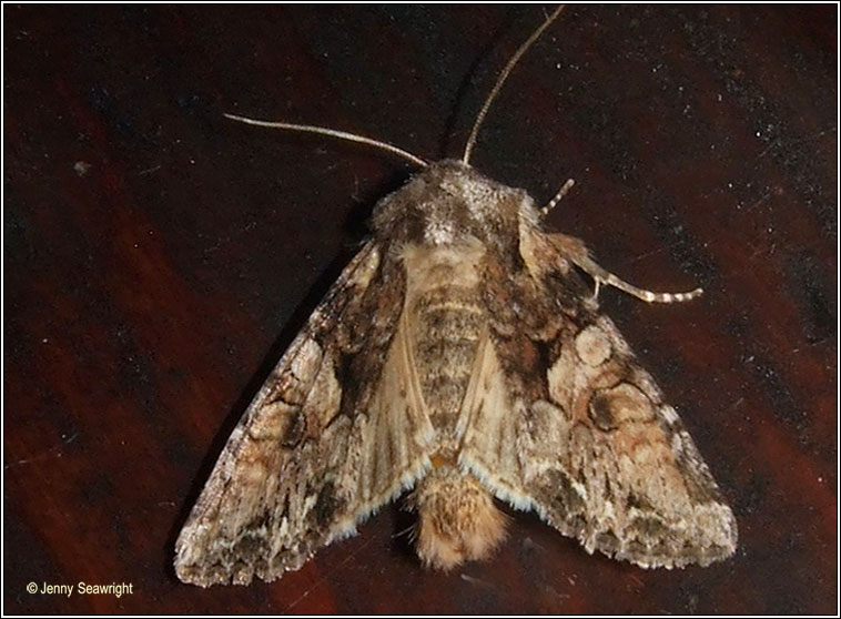 Beautiful Brocade, Lacanobia contigua