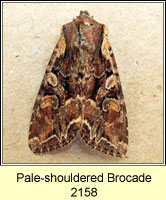 Pale-shouldered Brocade, Lacanobia thalassina