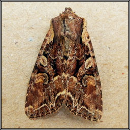 Pale-shouldered Brocade, Lacanobia thalassina