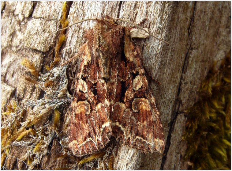 Pale-shouldered Brocade, Lacanobia thalassina