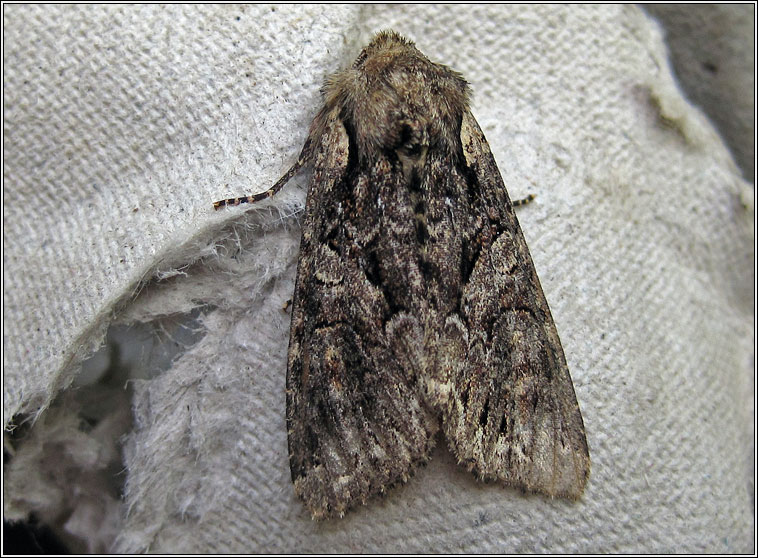 Pale-shouldered Brocade, Lacanobia thalassina