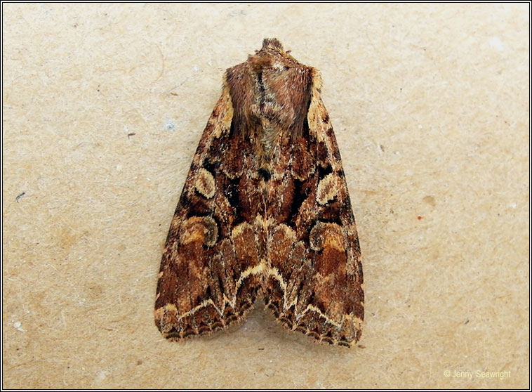 Pale-shouldered Brocade, Lacanobia thalassina