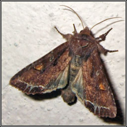 Bright-line Brown-eye, Lacanobia oleracea