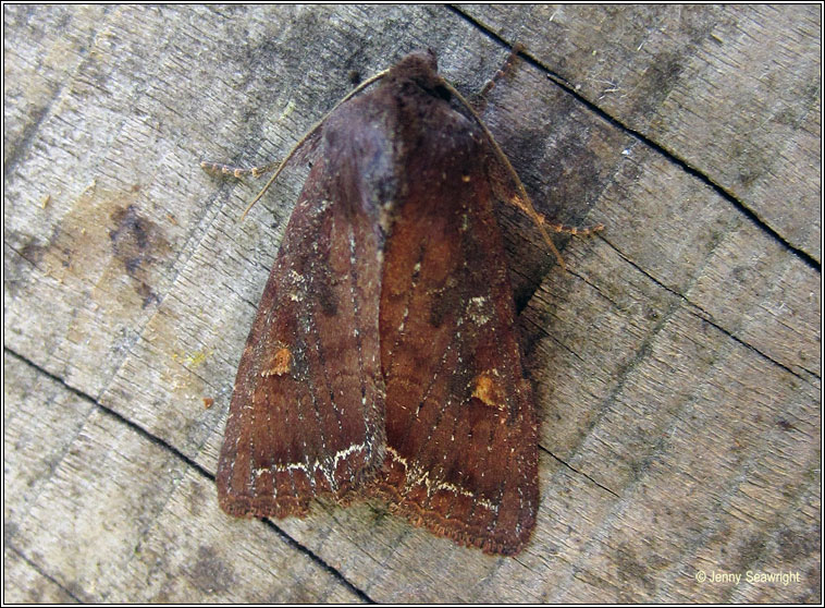 Bright-line Brown-eye, Lacanobia oleracea