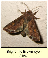 Bright-line Brown-eye, Lacanobia oleracea