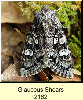 Glaucous Shears, Papestra biren