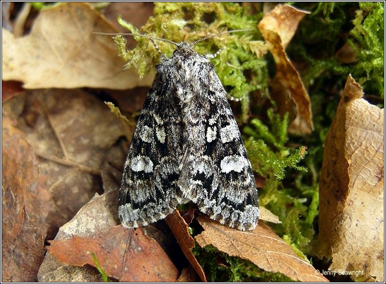 Glaucous Shears, Papestra biren