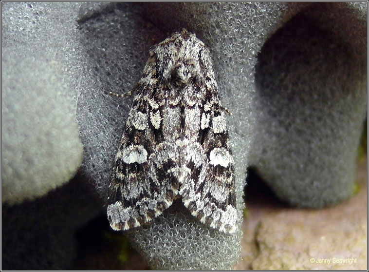 Glaucous Shears, Papestra biren