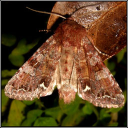 Broom Moth, Melanchra pisi