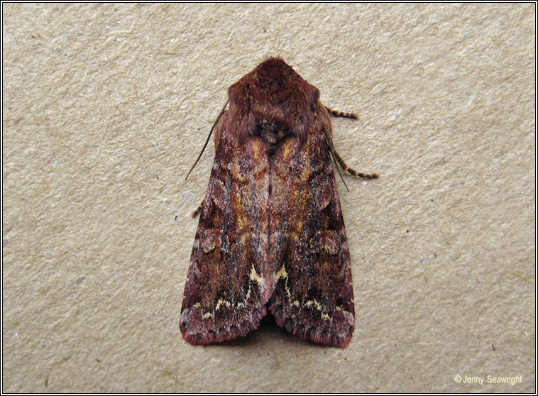 Broom Moth, Melanchra pisi