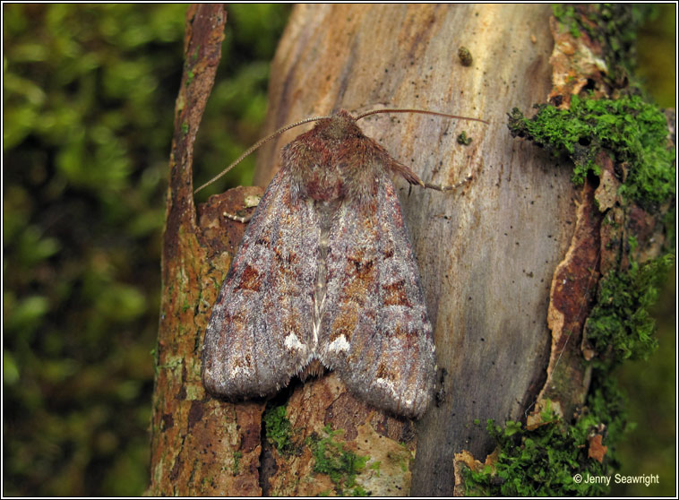 Broom Moth, Melanchra pisi