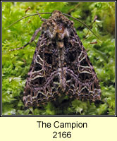 The Campion, Hadena rivularis