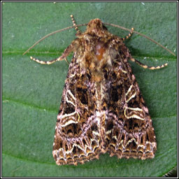 The Campion, Hadena rivularis