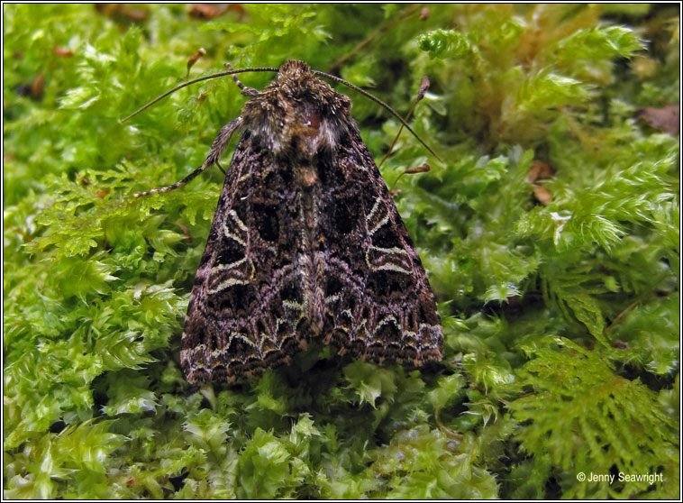 The Campion, Hadena rivularis