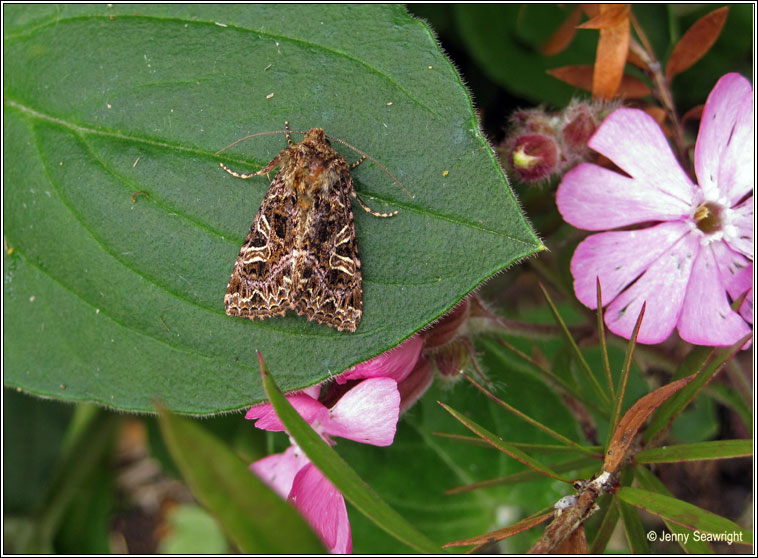 The Campion, Hadena rivularis