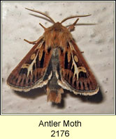 Antler Moth, Cerapteryx graminis