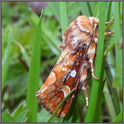 Pine Beauty, Panolis flammea