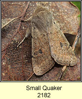 Small Quaker, Orthosia cruda