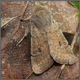 Small Quaker, Orthosia cruda