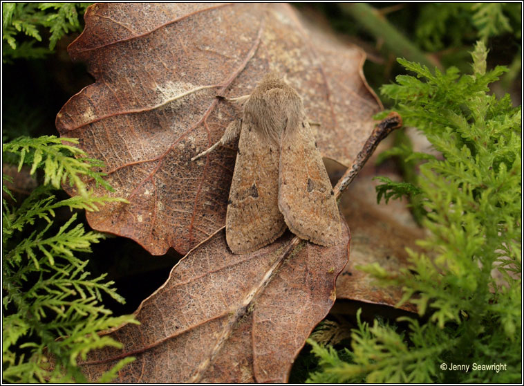 Small Quaker, Orthosia cruda