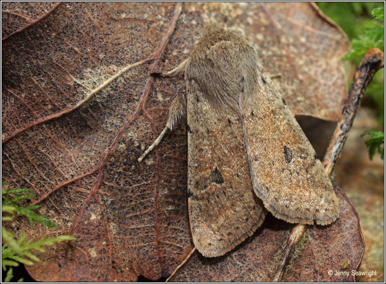 Small Quaker, Orthosia cruda