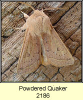 Powdered Quaker, Orthosia gracilis