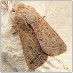 Powdered Quaker, Orthosia gracilis