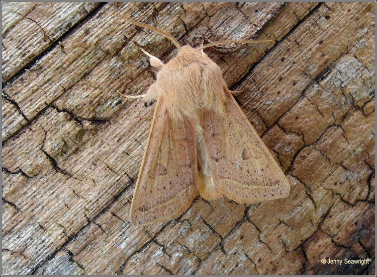 Powdered Quaker, Orthosia gracilis