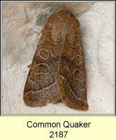 Common Quaker, Orthosia cerasi