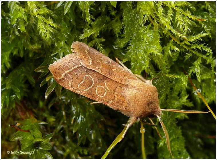 Common Quaker, Orthosia cerasi