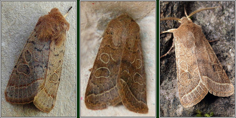 Common Quaker, Orthosia cerasi