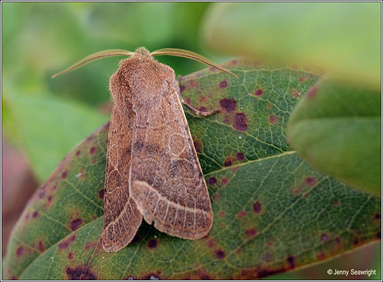 Common Quaker, Orthosia cerasi