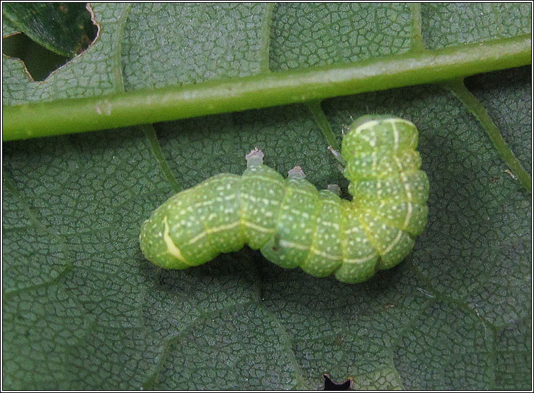 Common Quaker, Orthosia cerasi