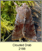 Clouded Drab, Orthosia incerta