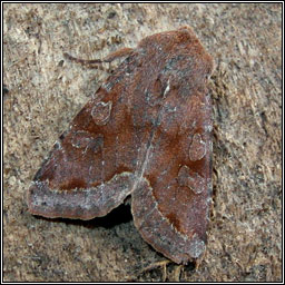 Clouded Drab, Orthosia incerta