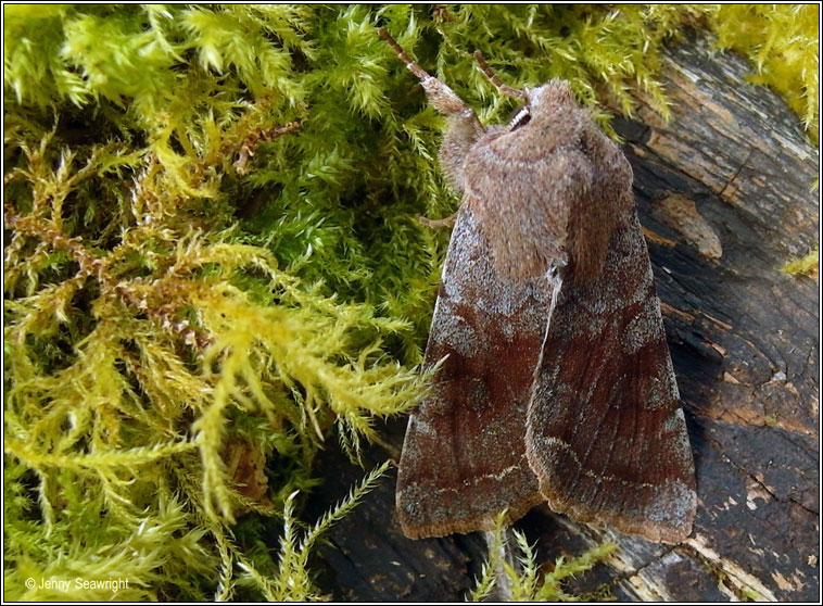 Clouded Drab, Orthosia incerta