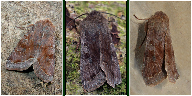 Clouded Drab, Orthosia incerta