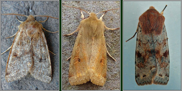 Clouded Drab, Orthosia incerta