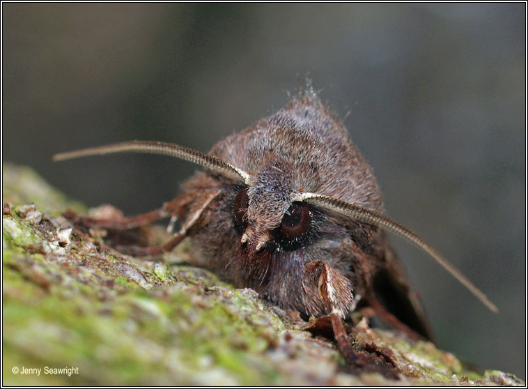 Clouded Drab, Orthosia incerta