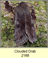 Clouded Drab, Orthosia incerta