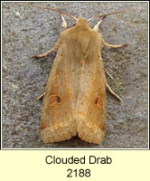 Clouded Drab, Orthosia incerta