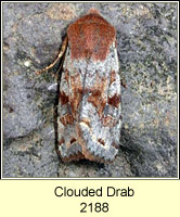 Clouded Drab, Orthosia incerta