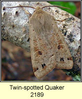 Twin-spotted Quaker, Orthosia munda