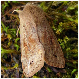 Twin-spotted Quaker, Orthosia munda