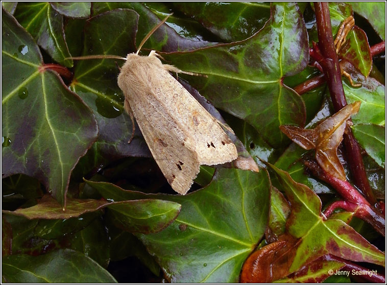 Twin-spotted Quaker, Orthosia munda