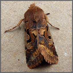 Hebrew Character, Orthosia gothica