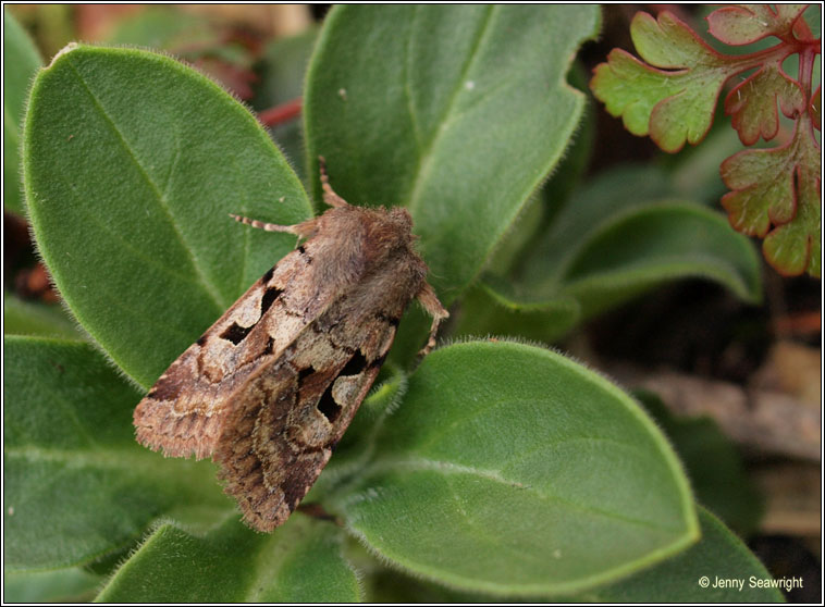 Hebrew Character, Orthosia gothica